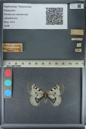 Media type: image;   Entomology 180063